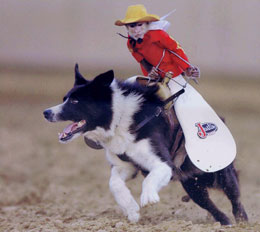 little monkey riding on a dog in what appears to be a monkey/dog rodeo